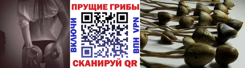 Галлюциногенные грибы Magic Shrooms  нарко площадка формула  Елабуга 
